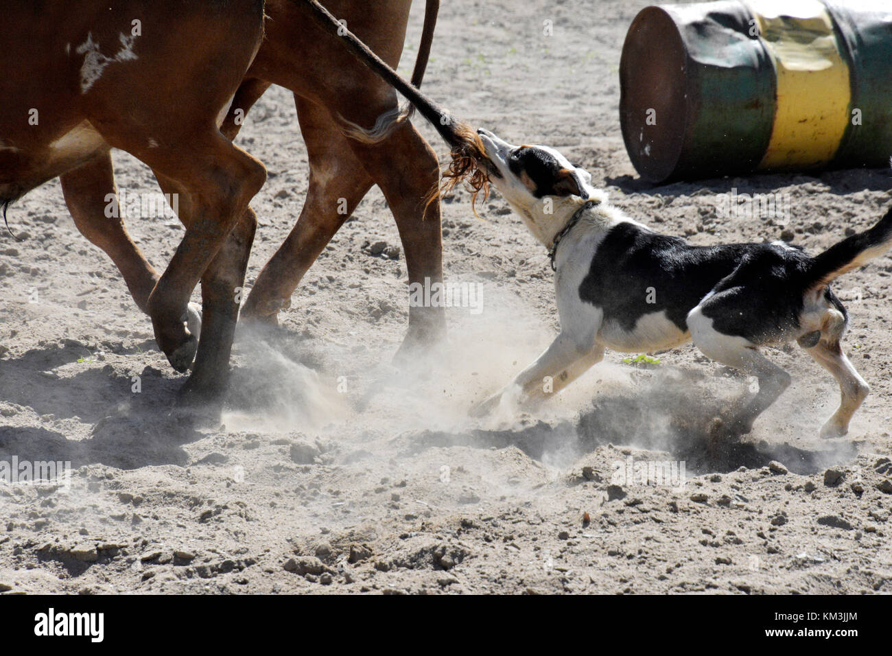 Cattle Dogs At Work Rounding Up Cattle In Australia Stock Photo Alamy