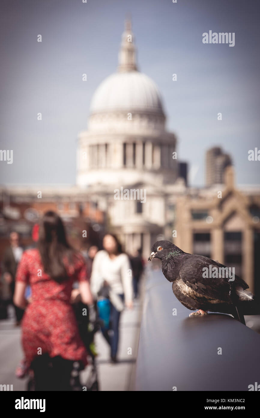 Pigeon on the balustrade of the Millennium Bridge in London (UK). July 2017. Portrait format. Stock Photo