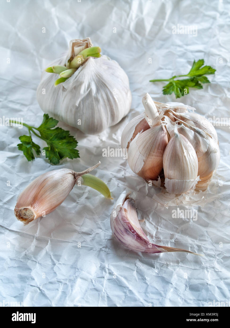 Fresh garlic and garlic with green sprouted sprouts and cloves of