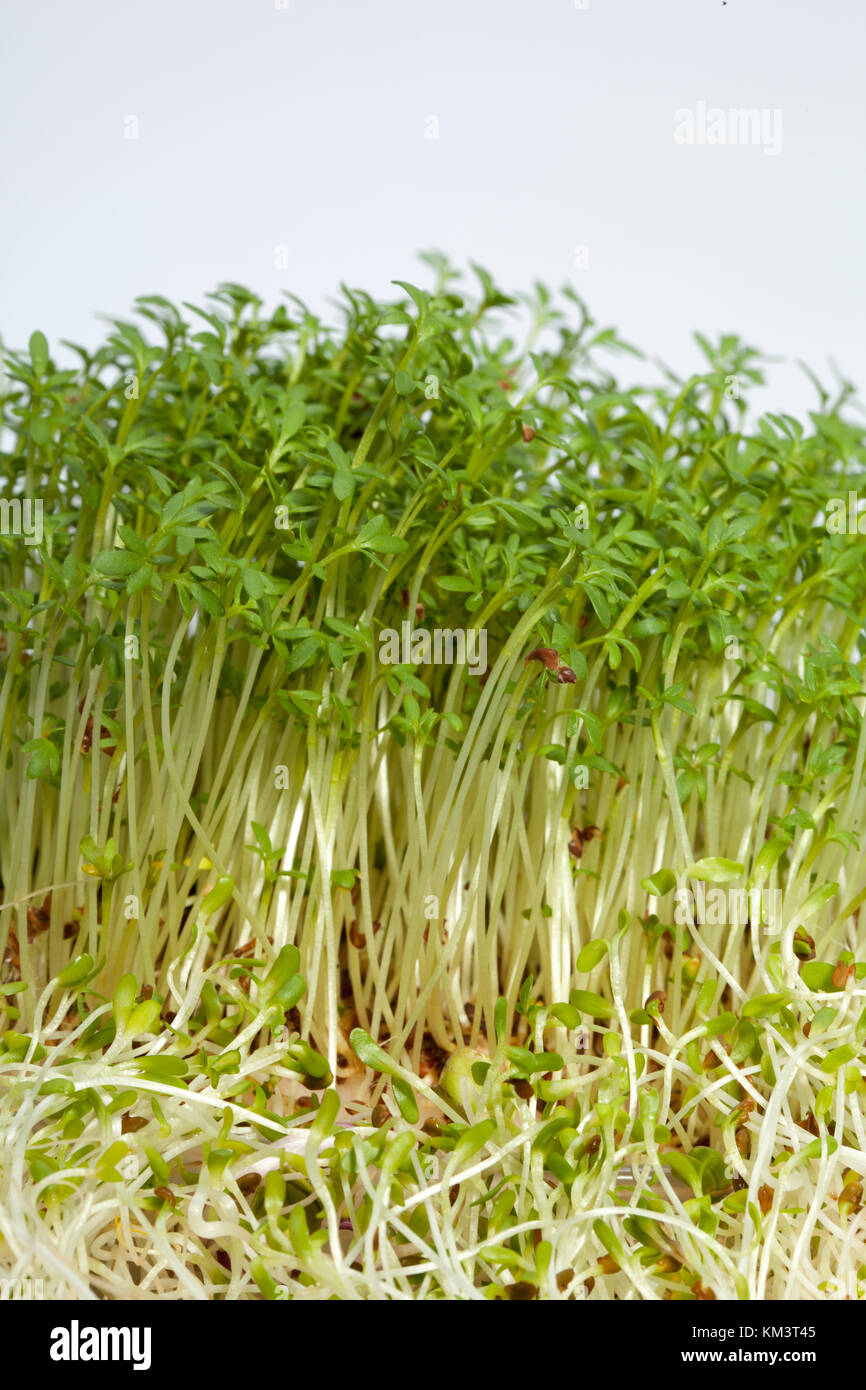 Fresh alfalfa sprouts and cress on white background Stock Photo Alamy