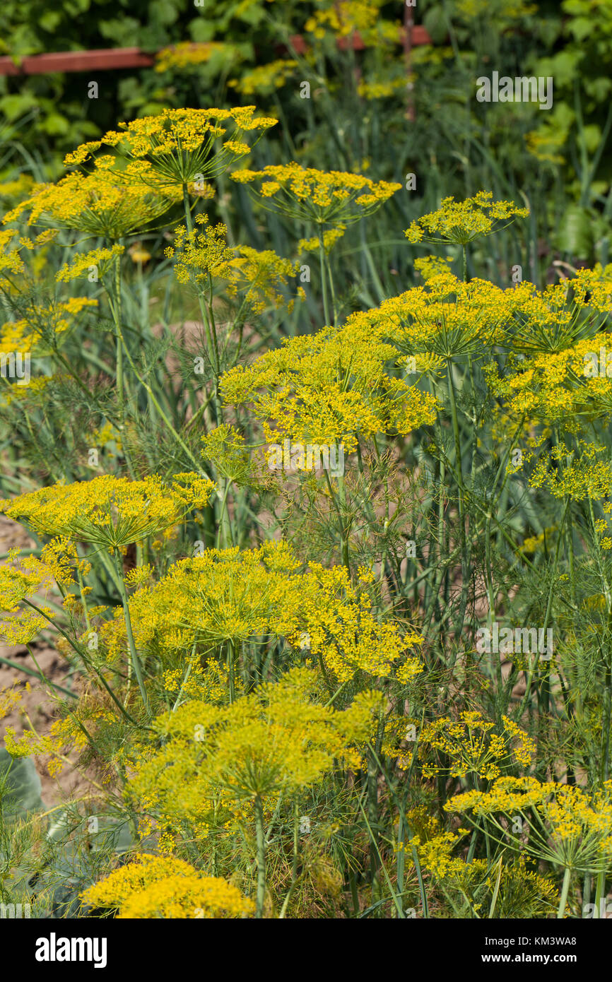 Fresh dill in garden Stock Photo Alamy