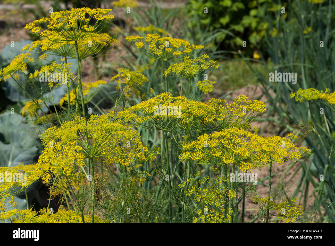 Fresh dill in garden Stock Photo Alamy