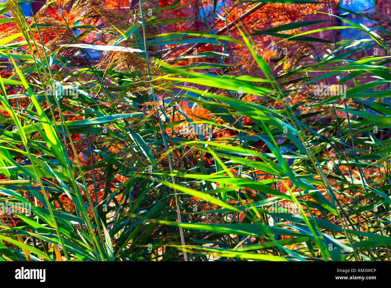 Beautiful vibrant nature many hi-res stock photography and images - Alamy