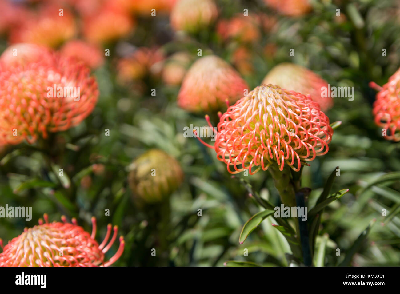 Yellow flowering leucospermum bushes, also known as pincushion protea. Stunning inflorescences, blooming in early spring. Plant belonging to Proteacea Stock Photo