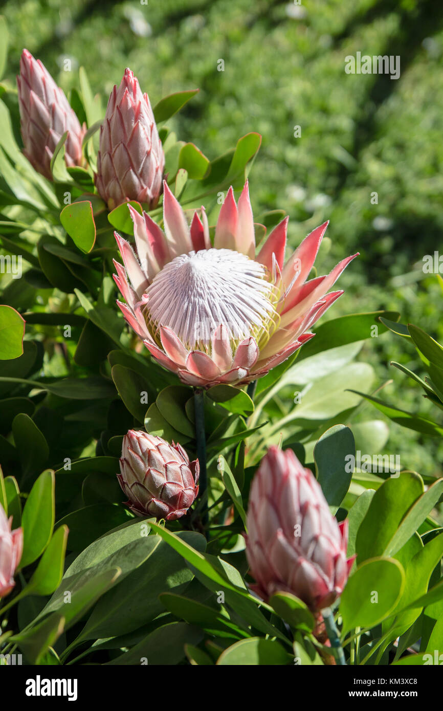 Pale pink long lasting decorative flowers of Protea species, blooming in early spring, with green leaves in the background. Stock Photo