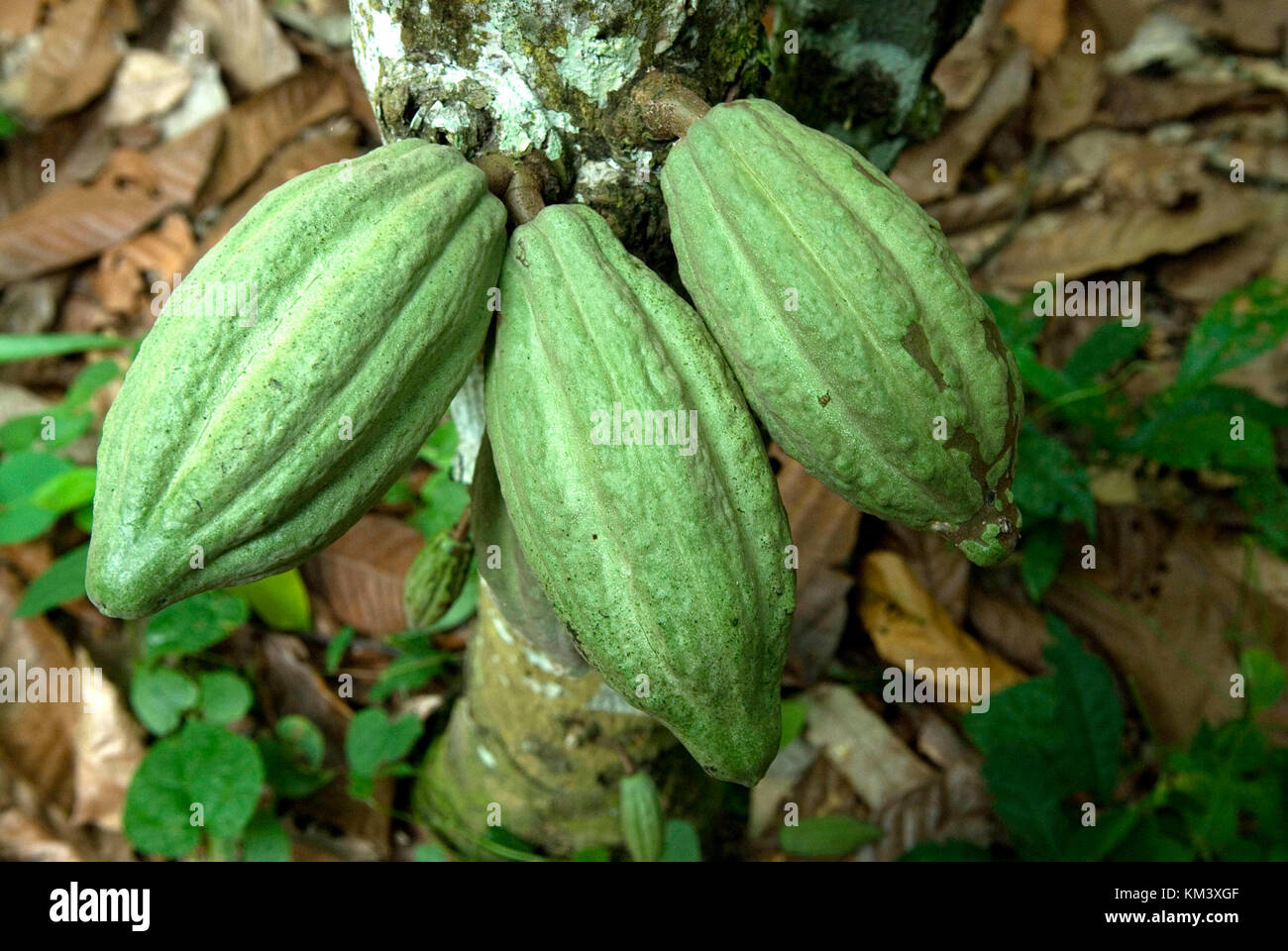 Cocoa pods on tree , Cocoa plantation, Takoradi region, Ghana, West