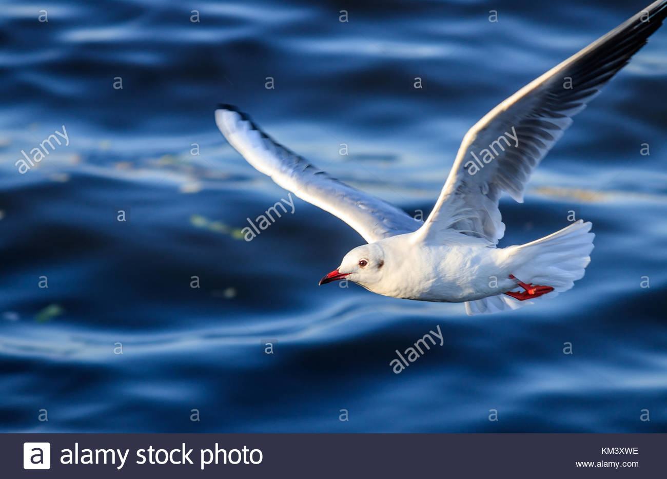 Wildlife In The Uae Stock Photos & Wildlife In The Uae 