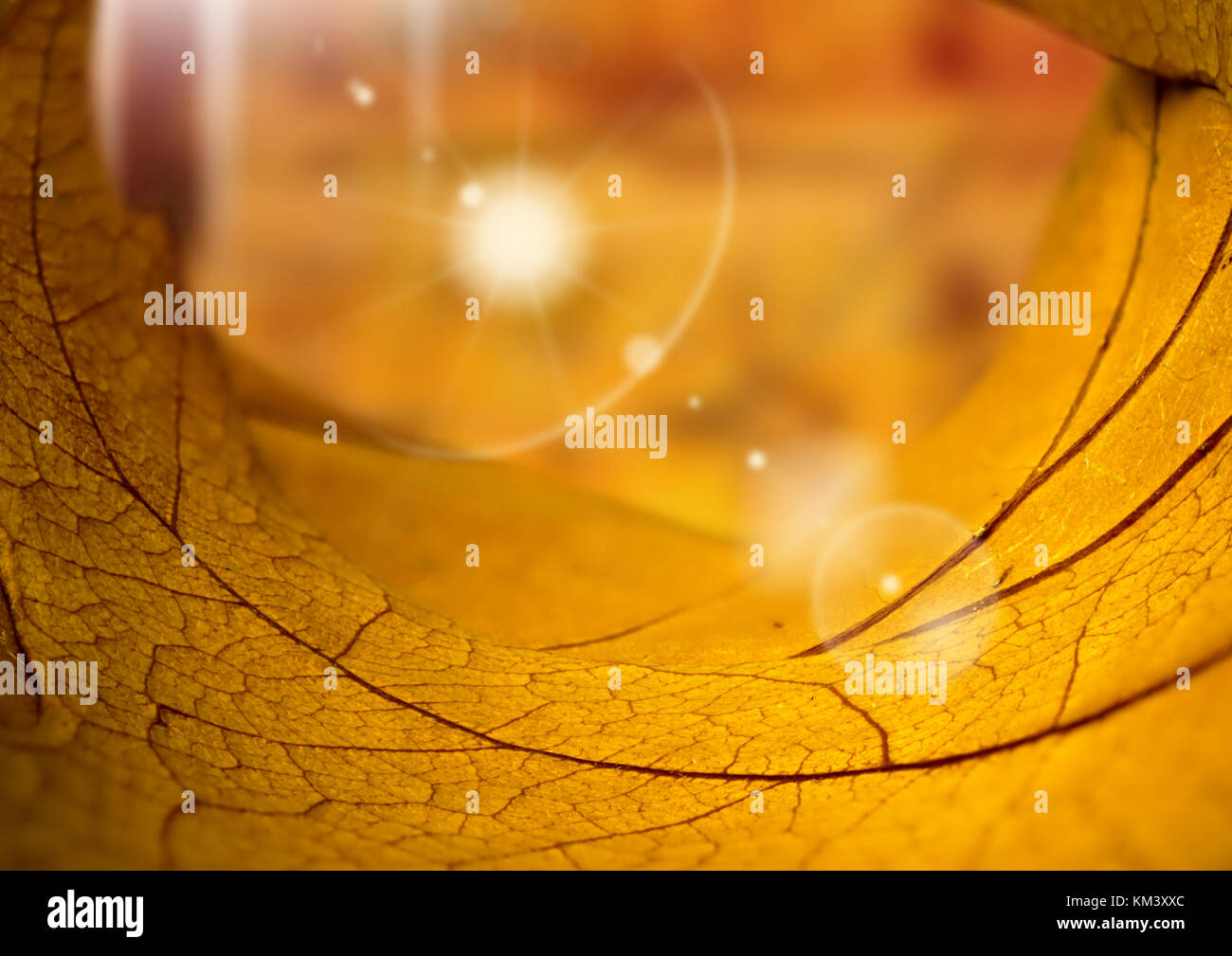 Autumn leaves with fall blurred background Stock Photo