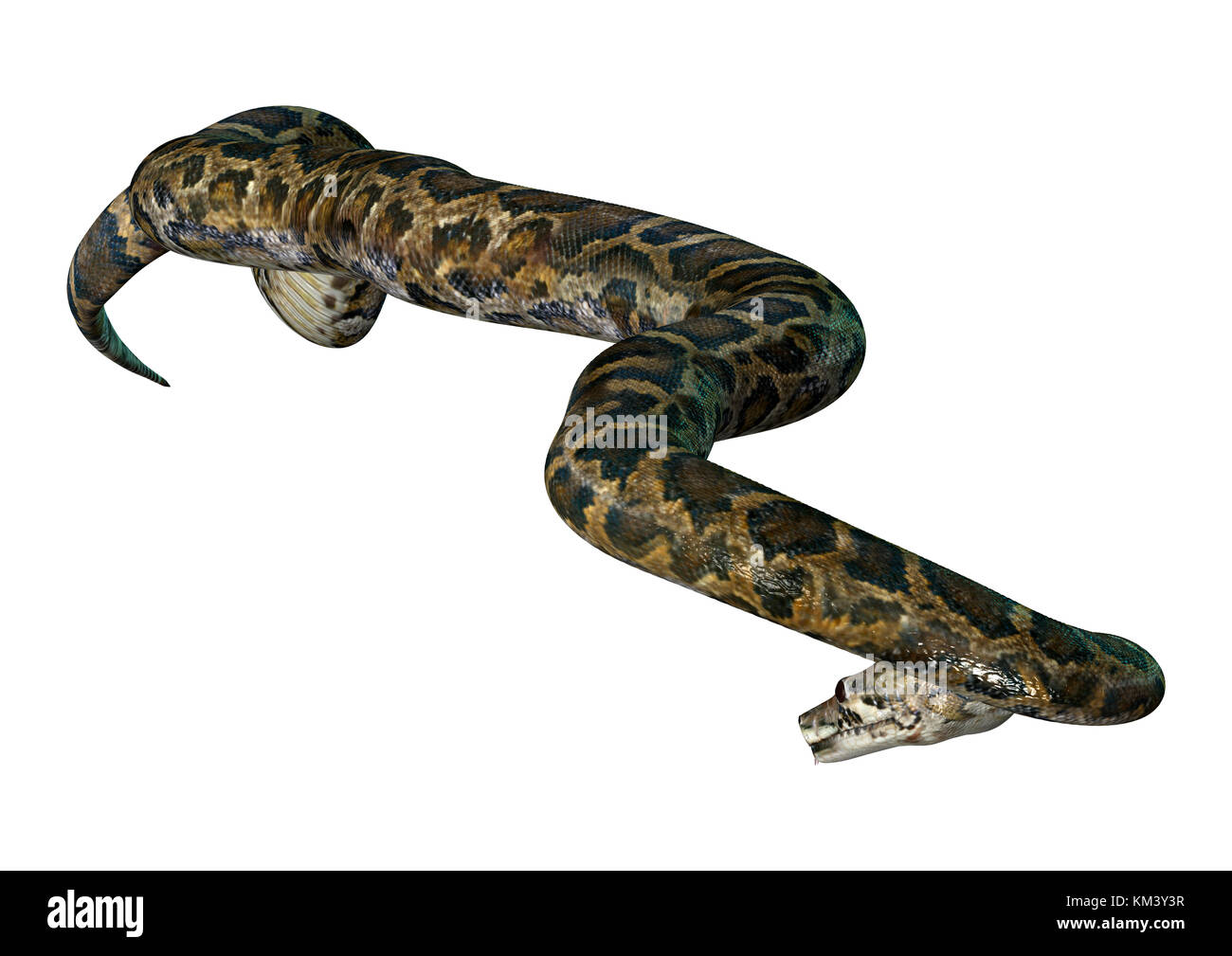 Largest Python In The World