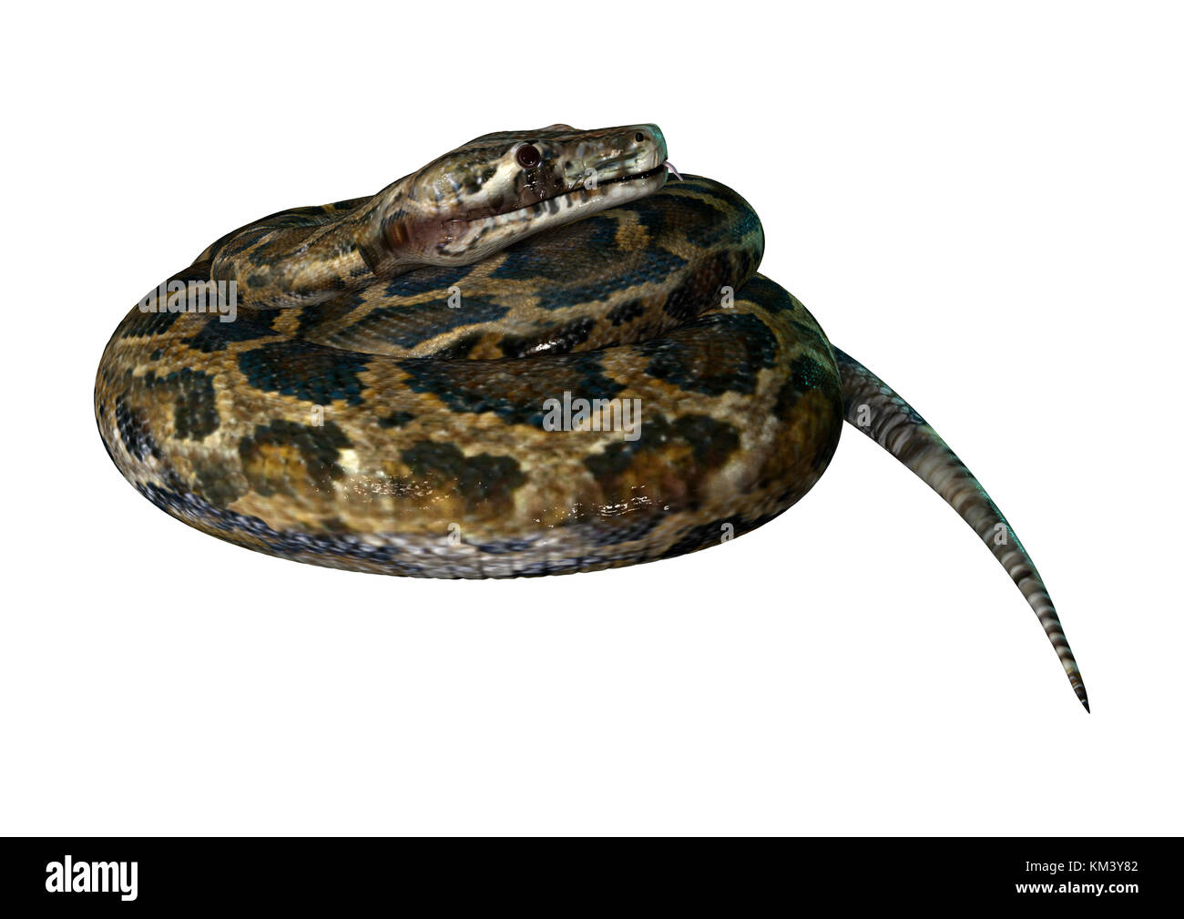 3D Rendering Of A Burmese Python Or Python Bivittatus, One Of The ...