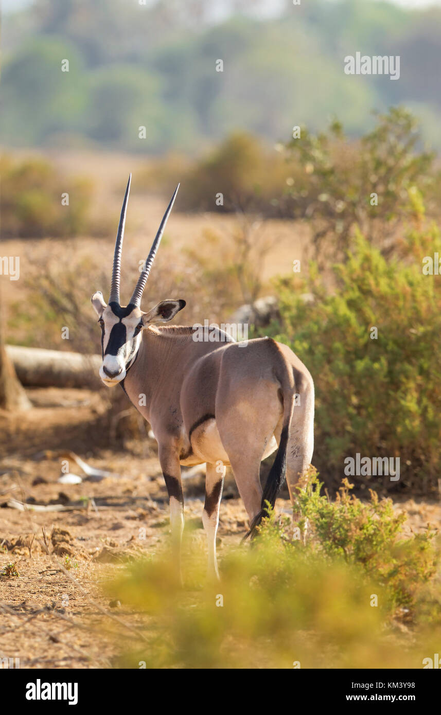 Gemsbok oryx fighting horns hires stock photography and images Alamy
