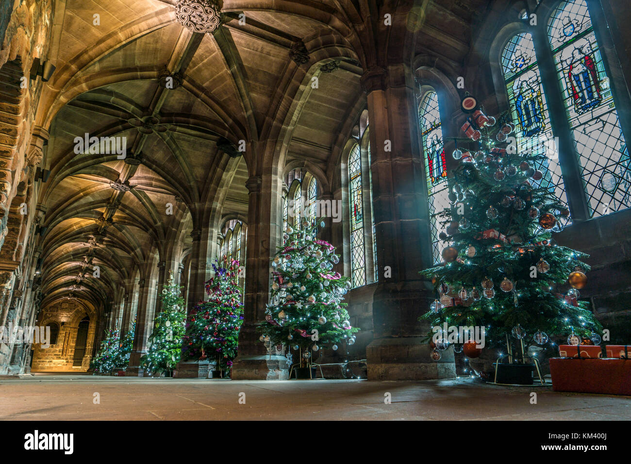 Christmas trees on display at Chester Cathedral, UK Stock Photo Alamy