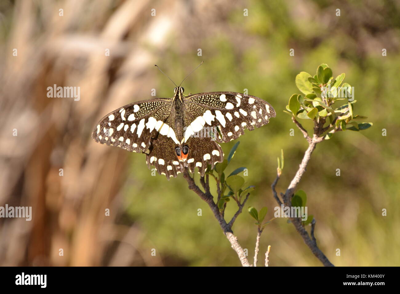 Mariposa macro, Sudáfrica Stock Photo