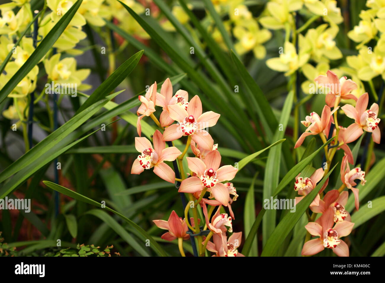 Vibrant orchids hi-res stock photography and images - Alamy