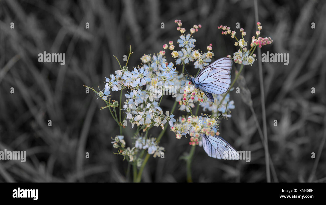 Closeup blue butterflies on flower selective color Stock Photo