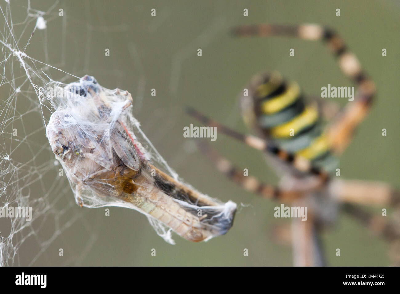 A grasshopper caught in a wasp spider's web (Argiope bruennichi). Wrapped in silk. Heatlands, Baraggia Natural Park, Italy. Stock Photo