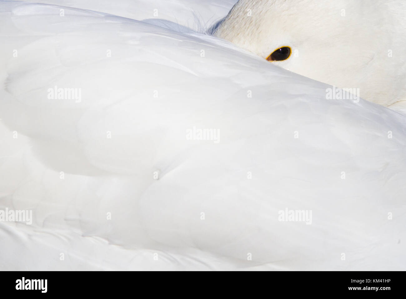 A sleeping Whooper Swan (Cygnus cygnus) Stock Photo