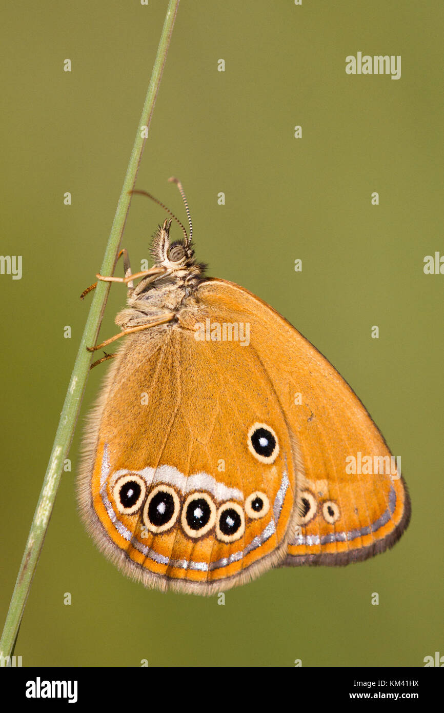 A False Ringlet (Coenonympha oedippus) in a heatland area in Italy. This is one of the most endangered butterflies in Europe for habitat lost. Stock Photo