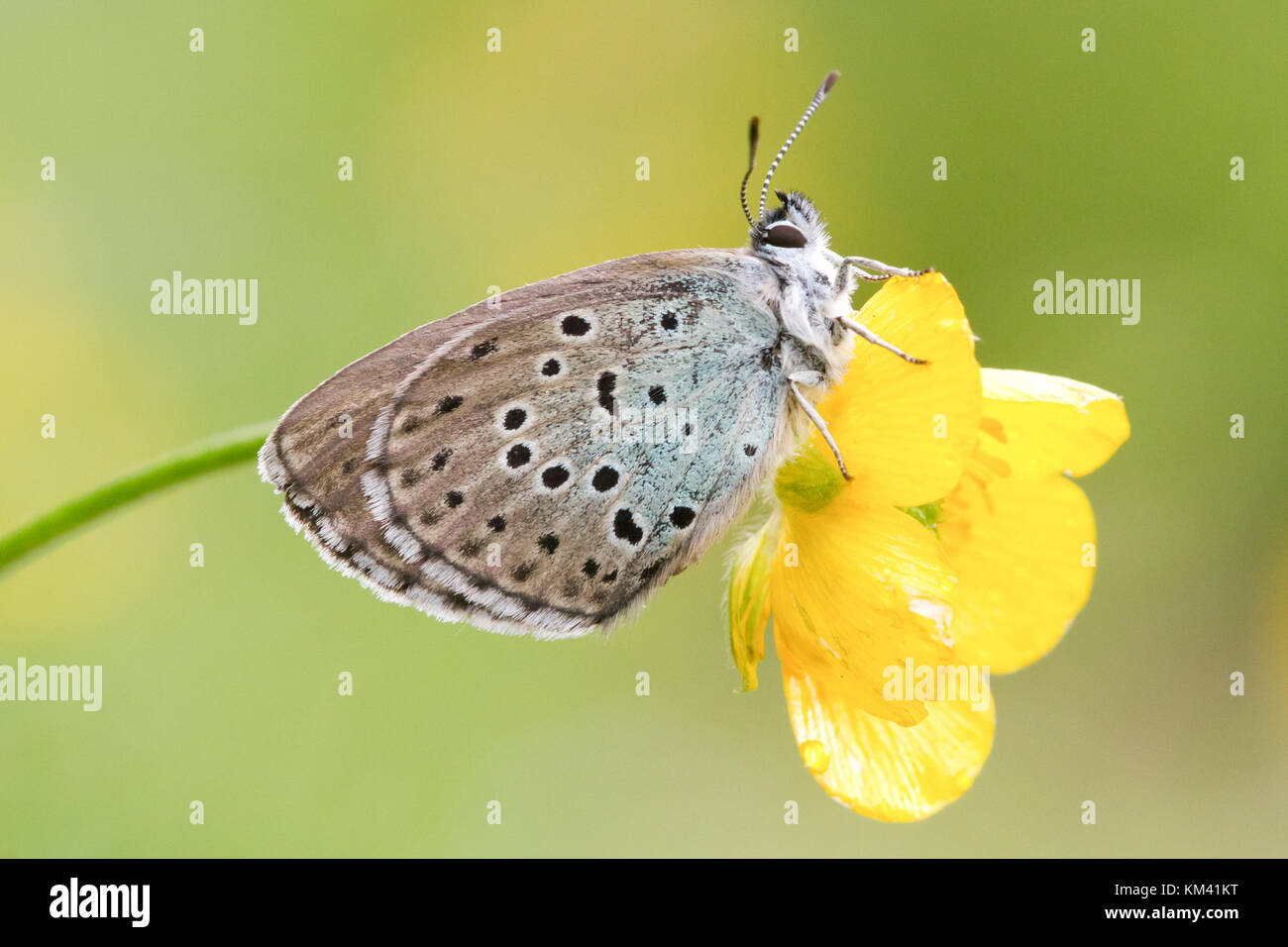 A Large Blue (Phengaris arion) is waiting for the sun after a summer storm, Italian Alps. Stock Photo