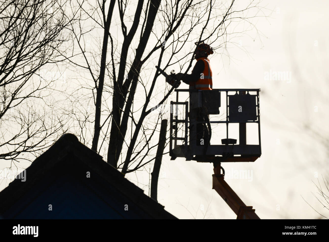 Tree climber with saw and harness, lumberjack at work Stock Photo Alamy