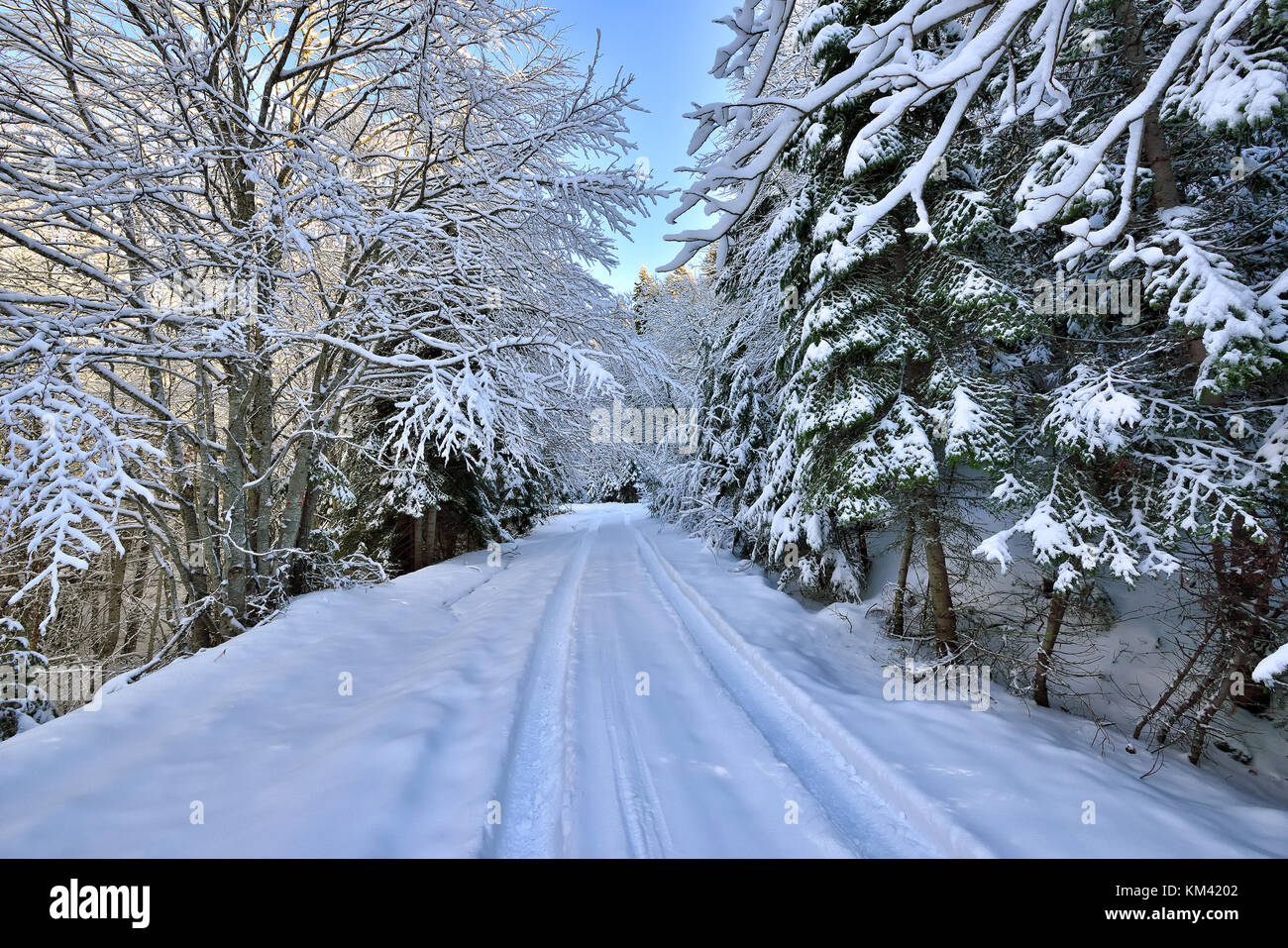 Winter landscape. Winter road and trees covered with snow Stock Photo ...