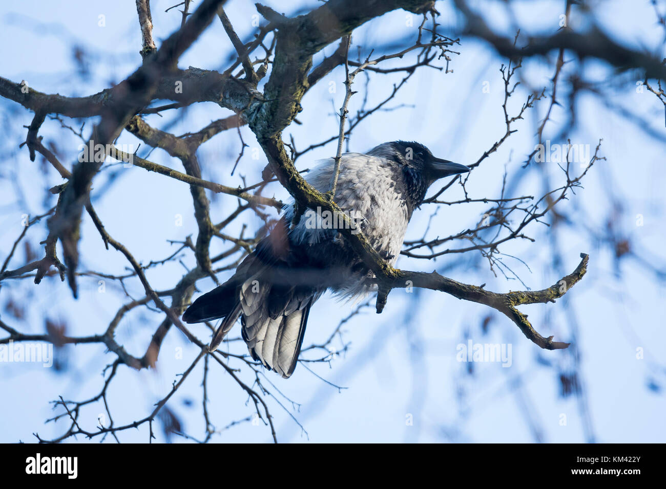 Crow daw raven on a tree Stock Photo