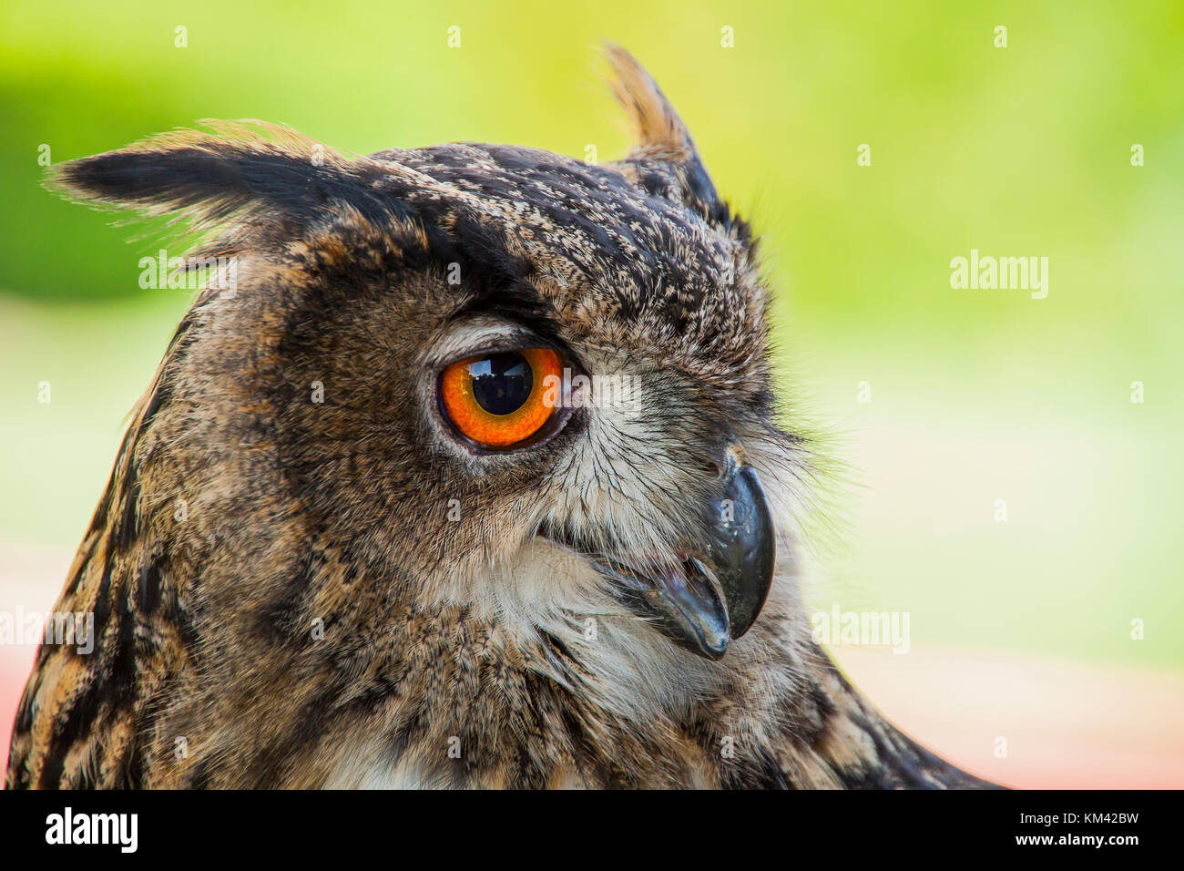 Owl portrait Stock Photo