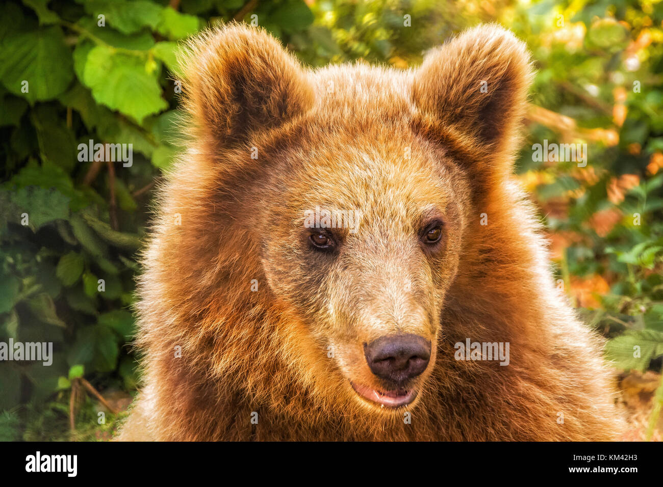 Wildlife bear near by Plitvice Stock Photo