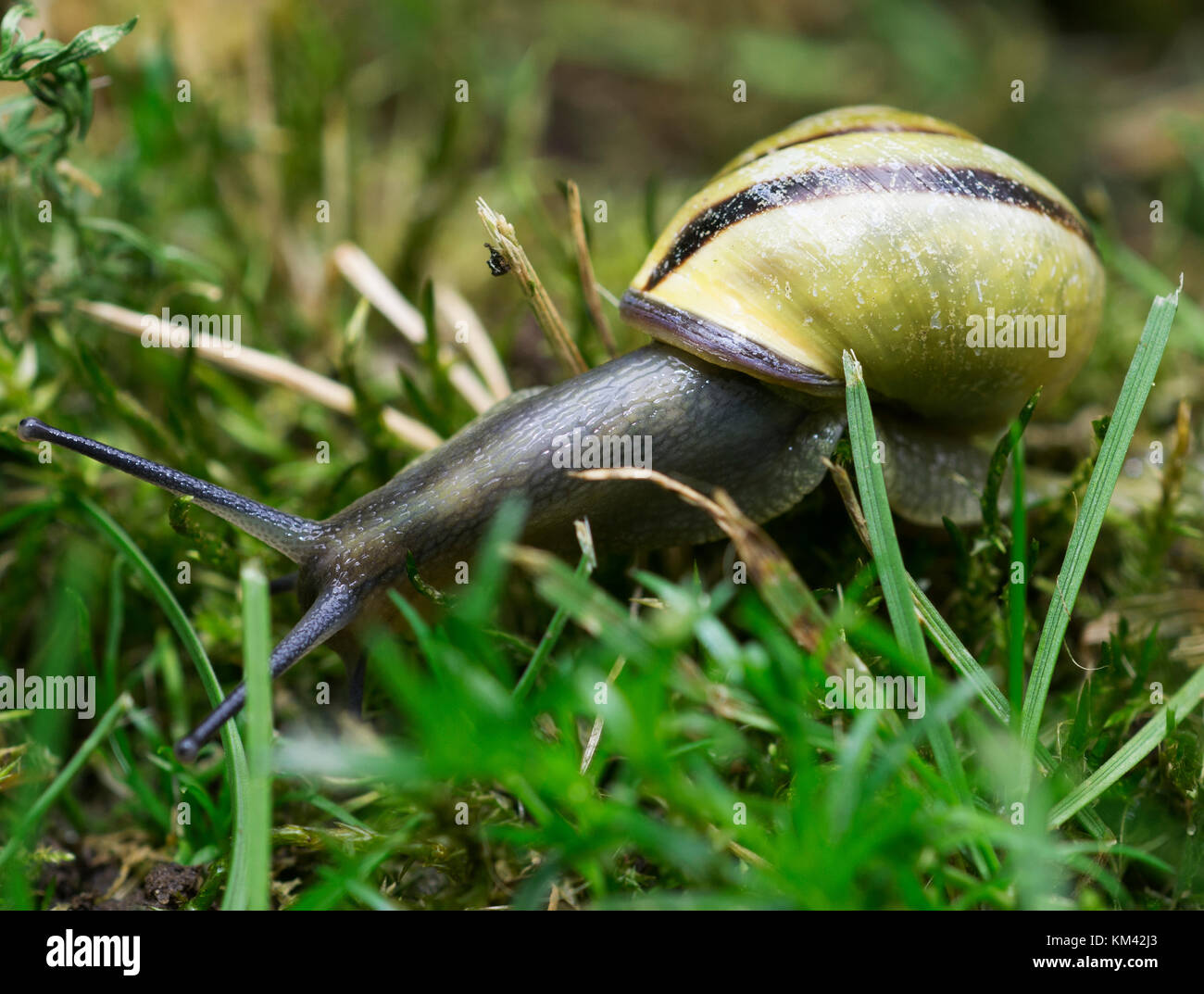 Snail exploring the garden in British Columbia Stock Photo Alamy