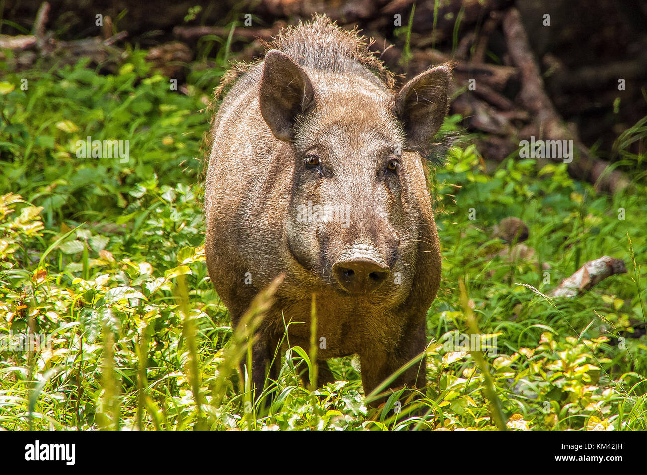 Wildlife pig Stock Photo