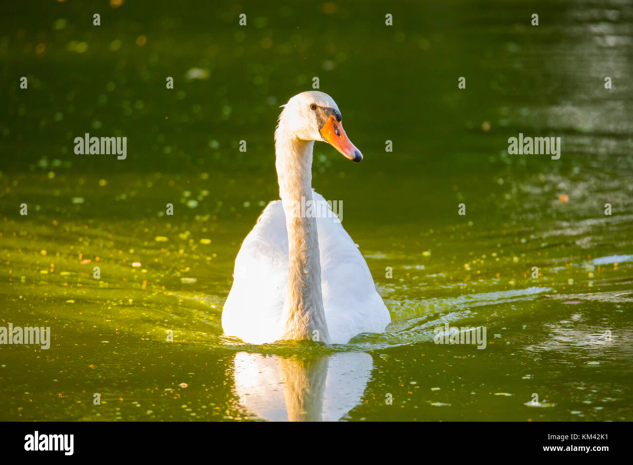 Swan swimming Stock Photo