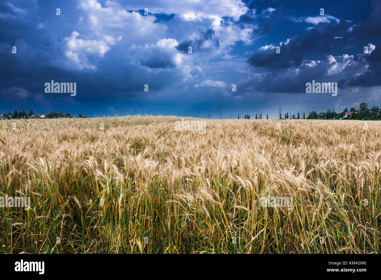 HDR shot of corn field in front of thunderstorm Stock Photo