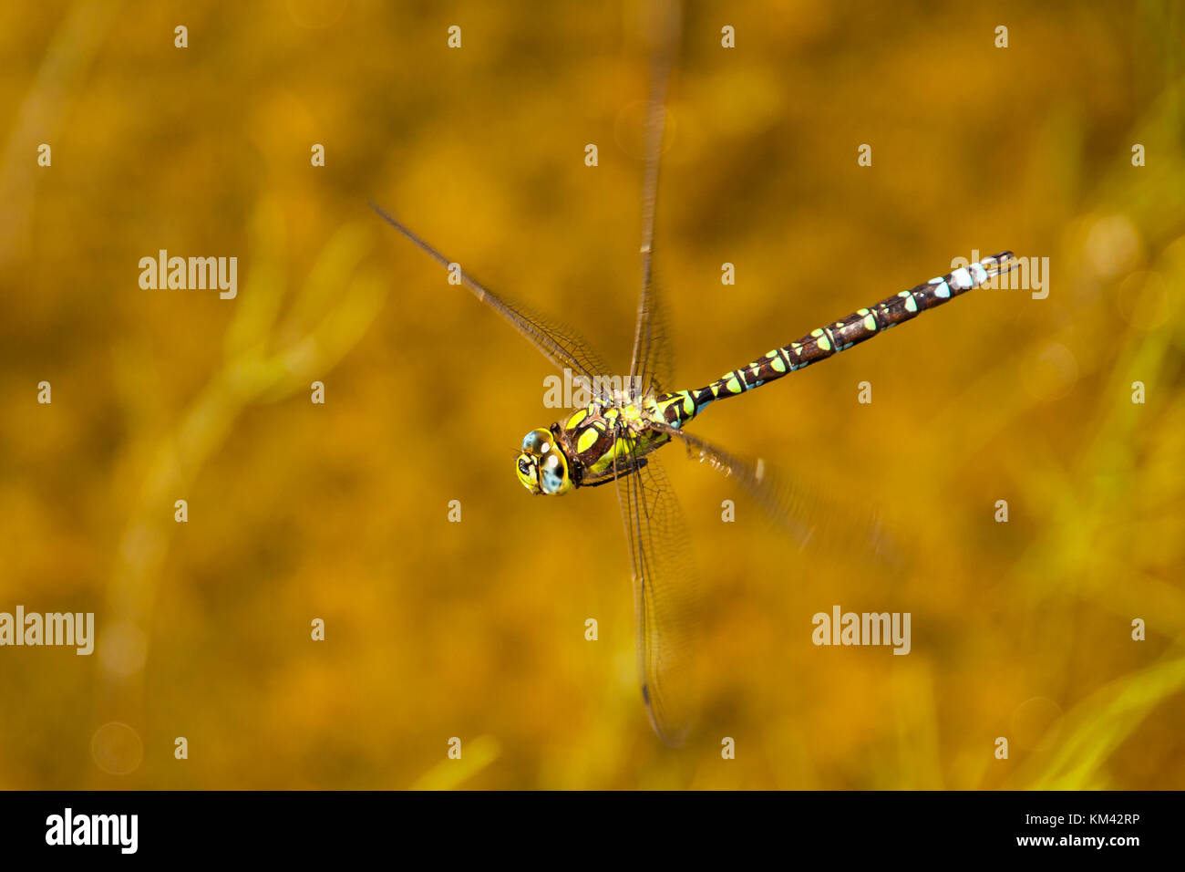 Dragonfly macro Stock Photo