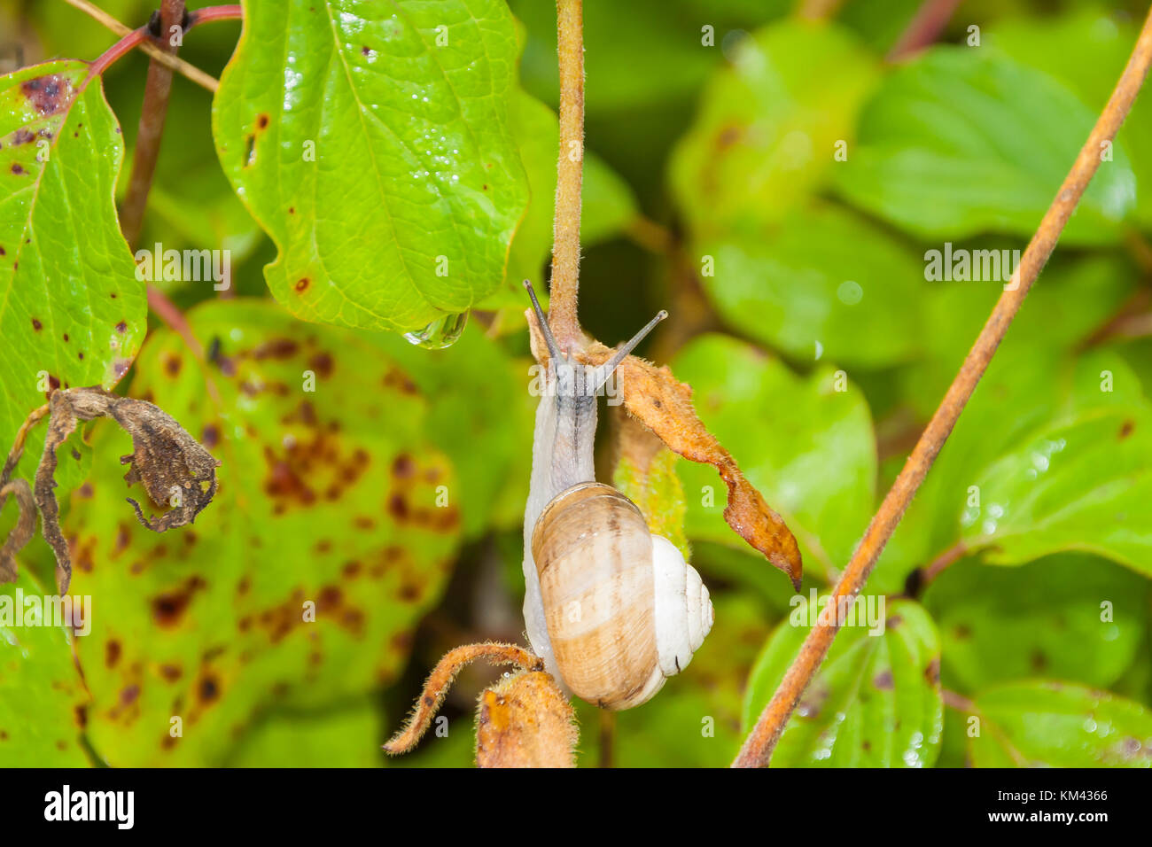 Slug Stock Photo