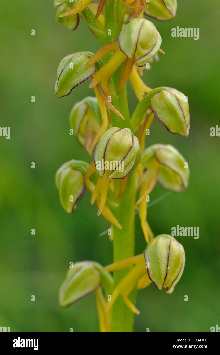Man Orchid,Orchis anthropophora,close up, endangered, Flowers yellow green, Wiltshire,UK Stock Photo