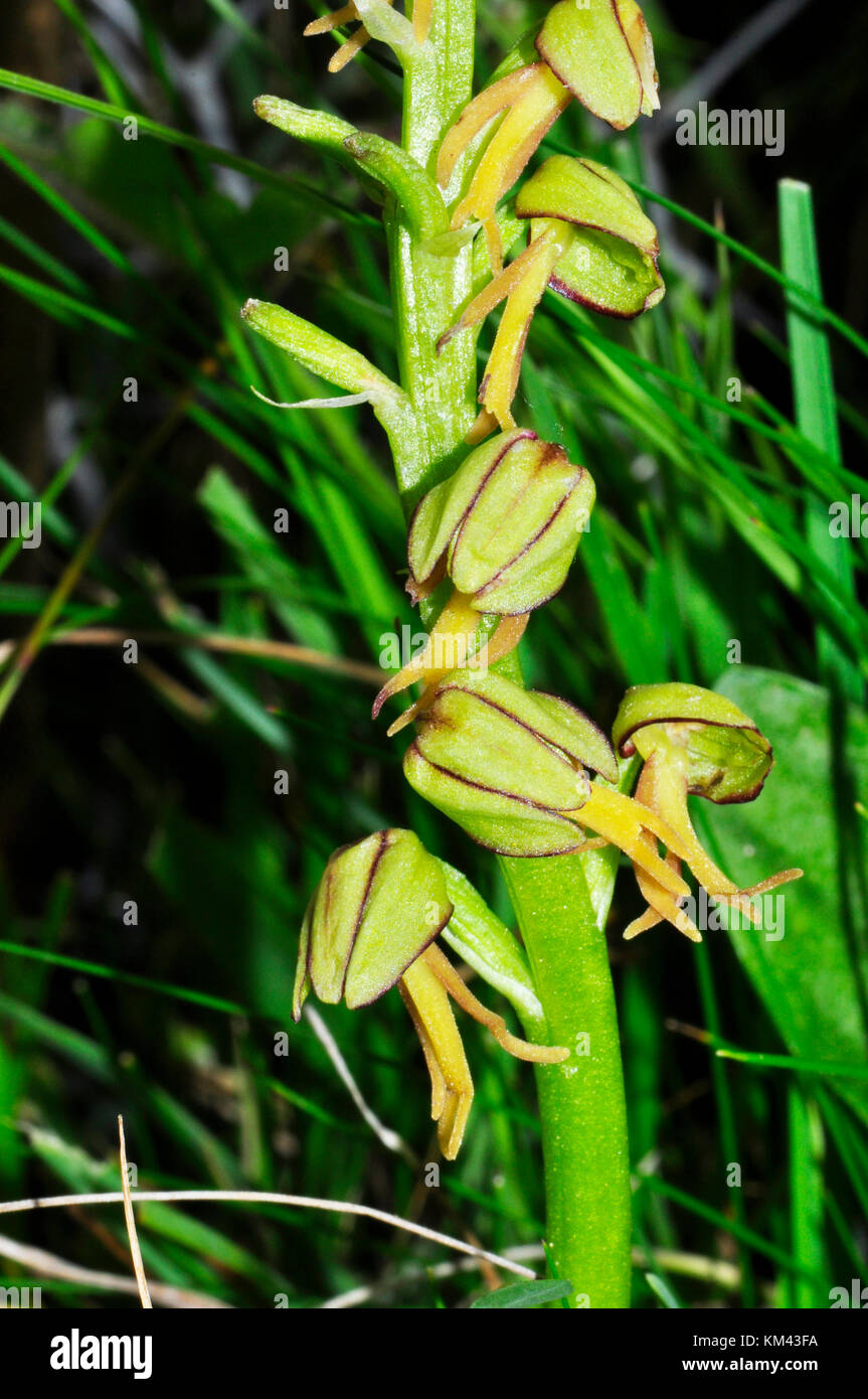 Man Orchid,Orchis anthropophora,close up, endangered, Flowers yellow green, Wiltshire,UK Stock Photo