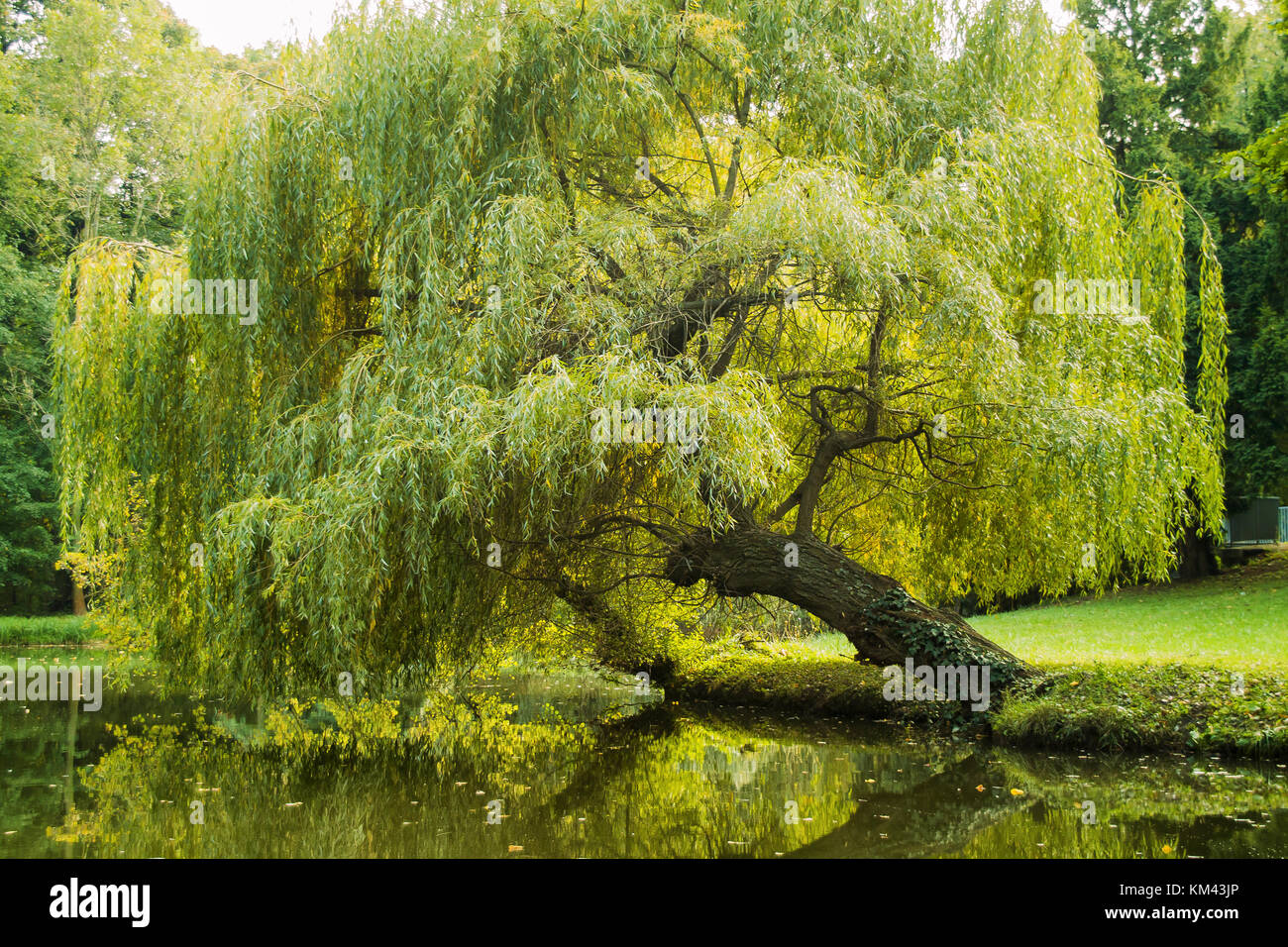 Weeping willow at lake Stock Photo