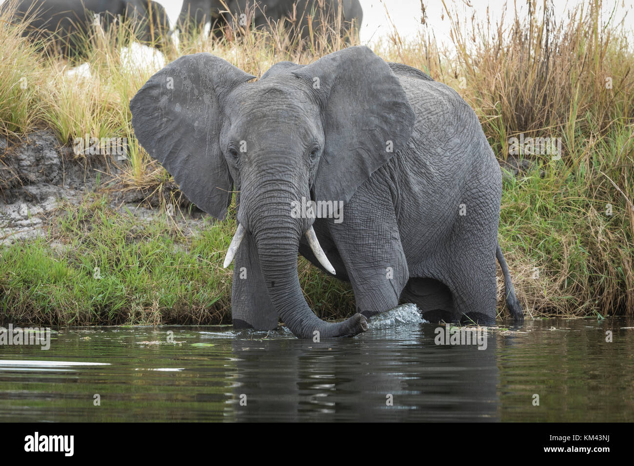 Portrait of alLarge African elephant wades into the Chobe River to ...