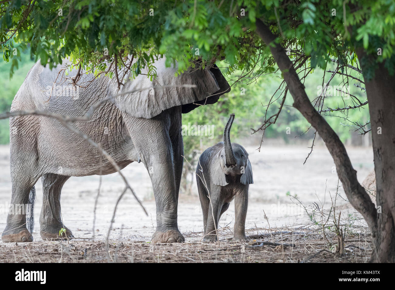 A small baby elephant, close to his mother, lifts his trunk, trying to reach the green leaves to eat, at Mana Pools game reserve, Northern Zimbabwe Stock Photo