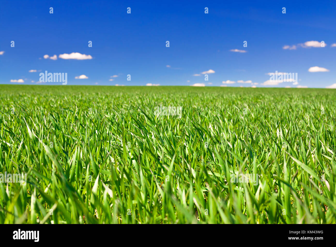 beautiful spring rural landscape with field and blue sky. agricultural ...