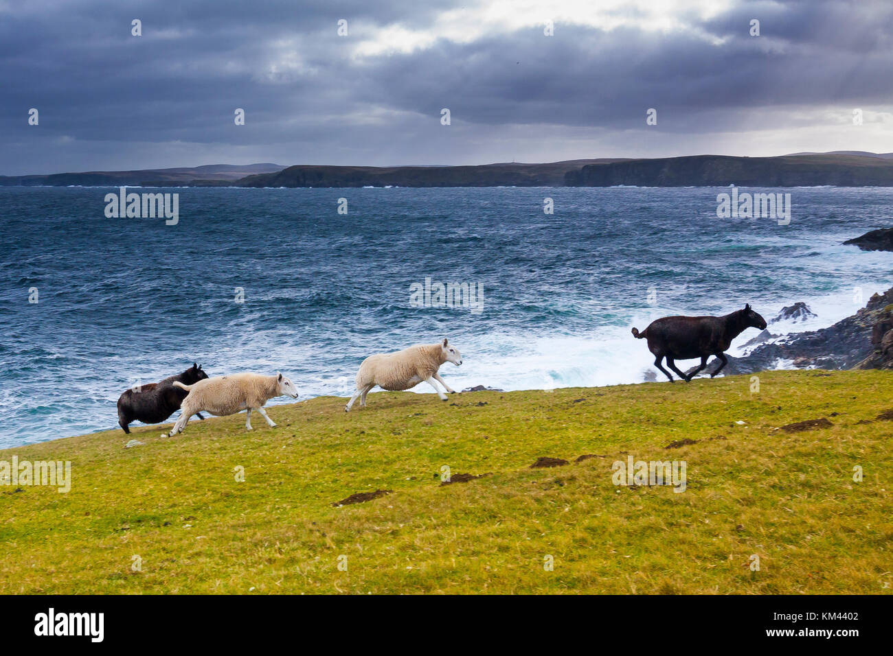 Running sheeps in Schottland Stock Photo