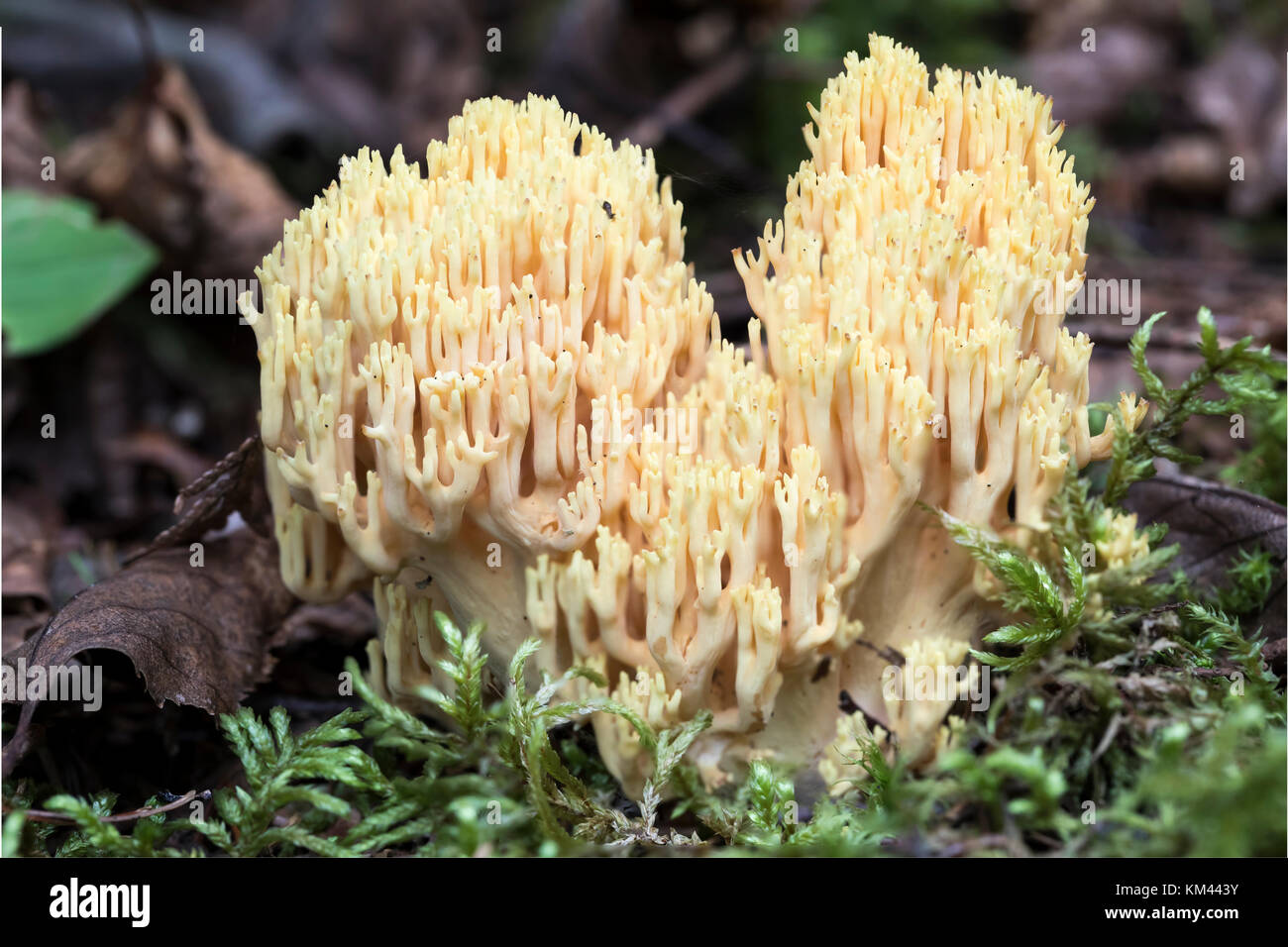 Yellow-tipped Coral (Ramaria formosa) growing on the boreal forest floor, Isle Royal National Park Stock Photo