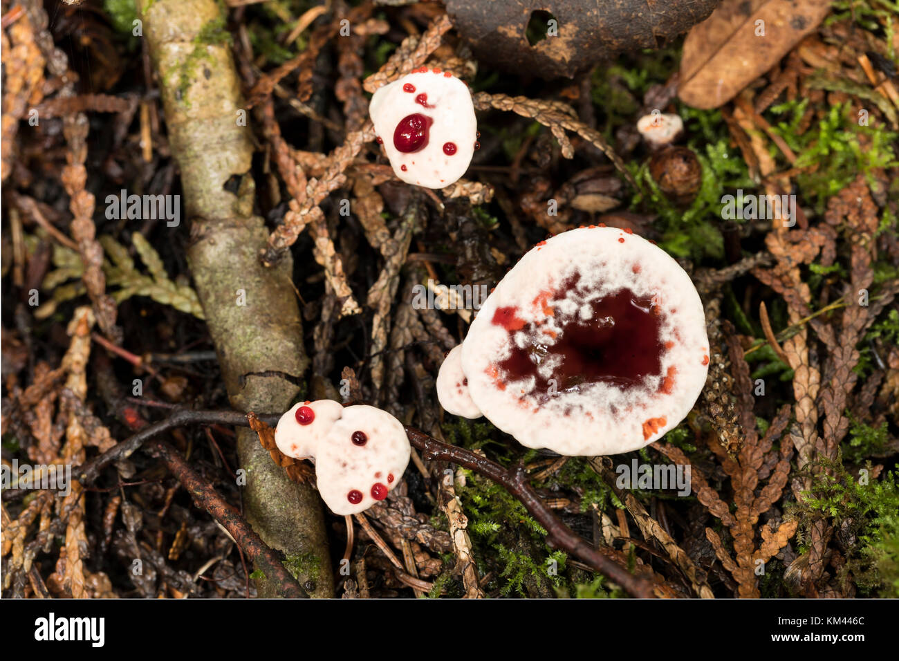 Bleeding Tooth Fungus (Hydnellum peckii) growing on boreal forest, Isle Royal National Park Stock Photo