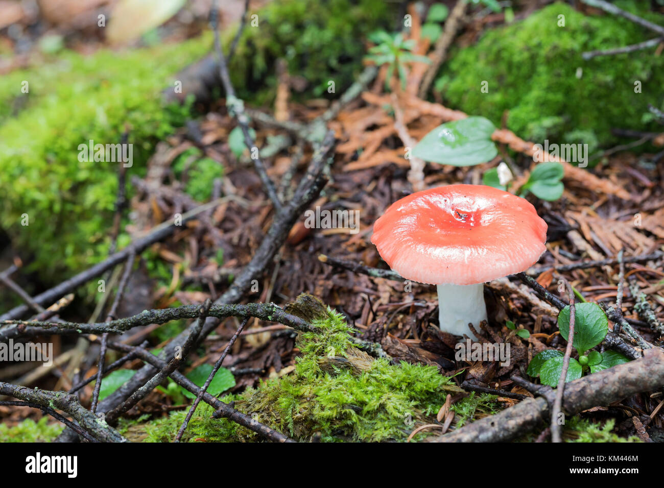 Emetic Russula (Russula emetica) growing in boreal forest, Isle Royal National Park Stock Photo