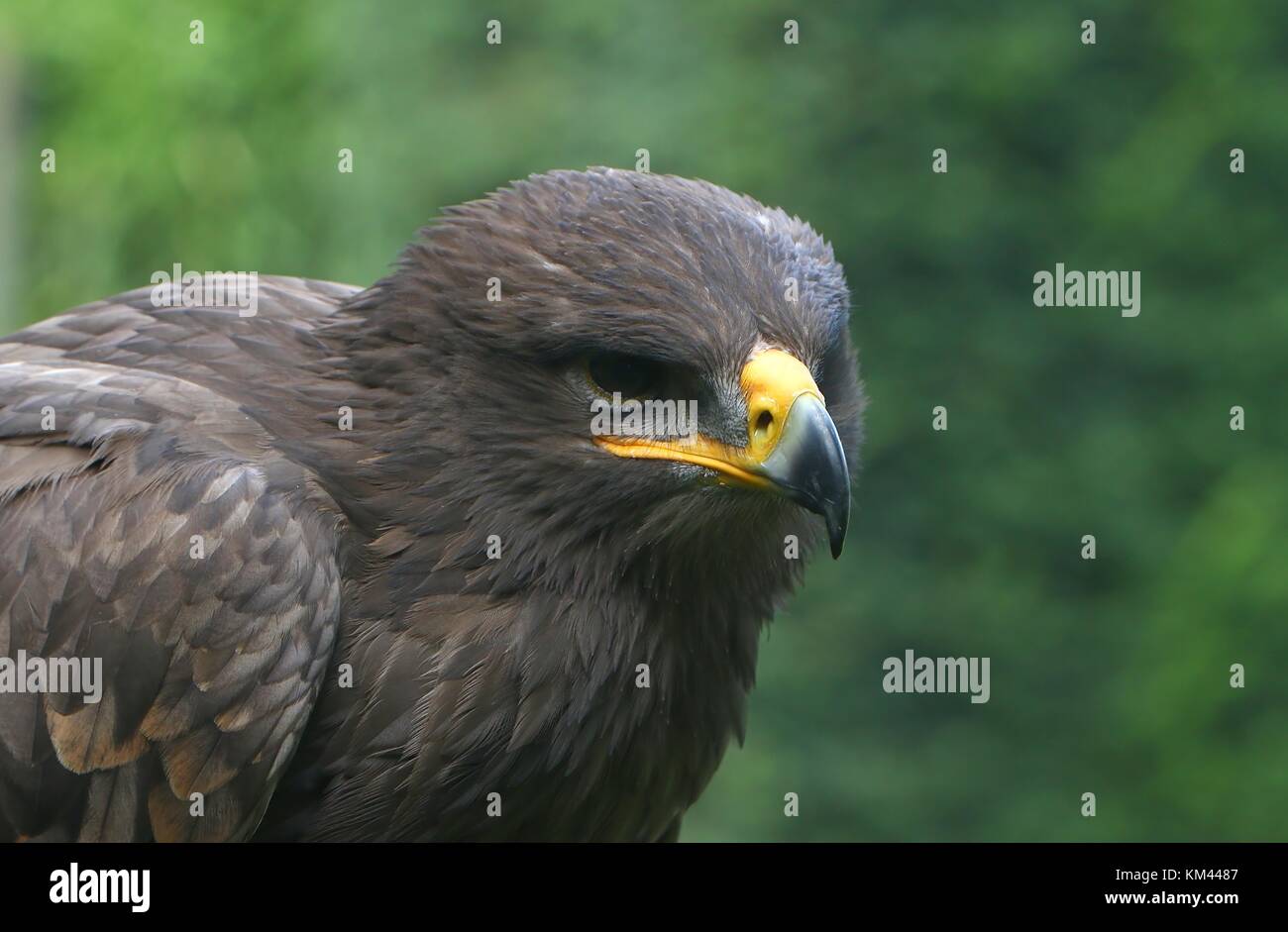 Central Asian Steppe eagle (Aquila nipalensis), closeup of the head. Stock Photo