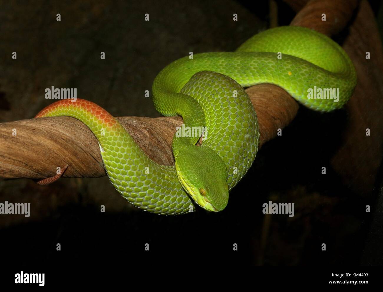 Asian White lipped Pit Viper (Trimeresurus albolabris), a.k.a. White lipped Green tree pit viper Stock Photo