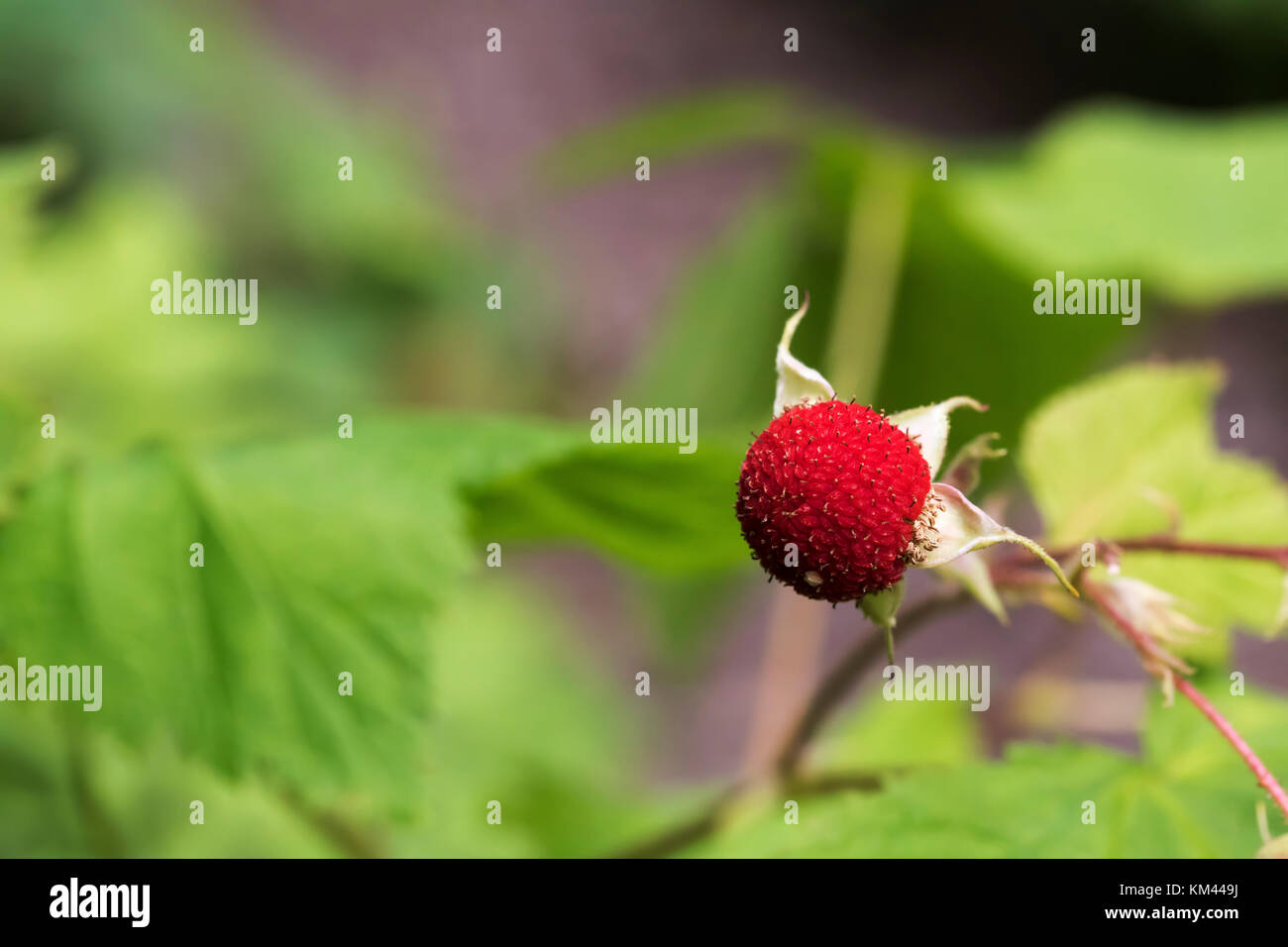 Thimbleberry (Rubus parviflorus), Flowering Raspberry in boreal forest ...
