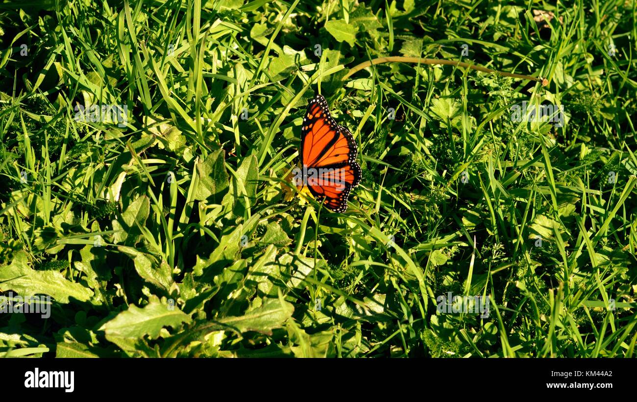 Butterfly on grass Stock Photo