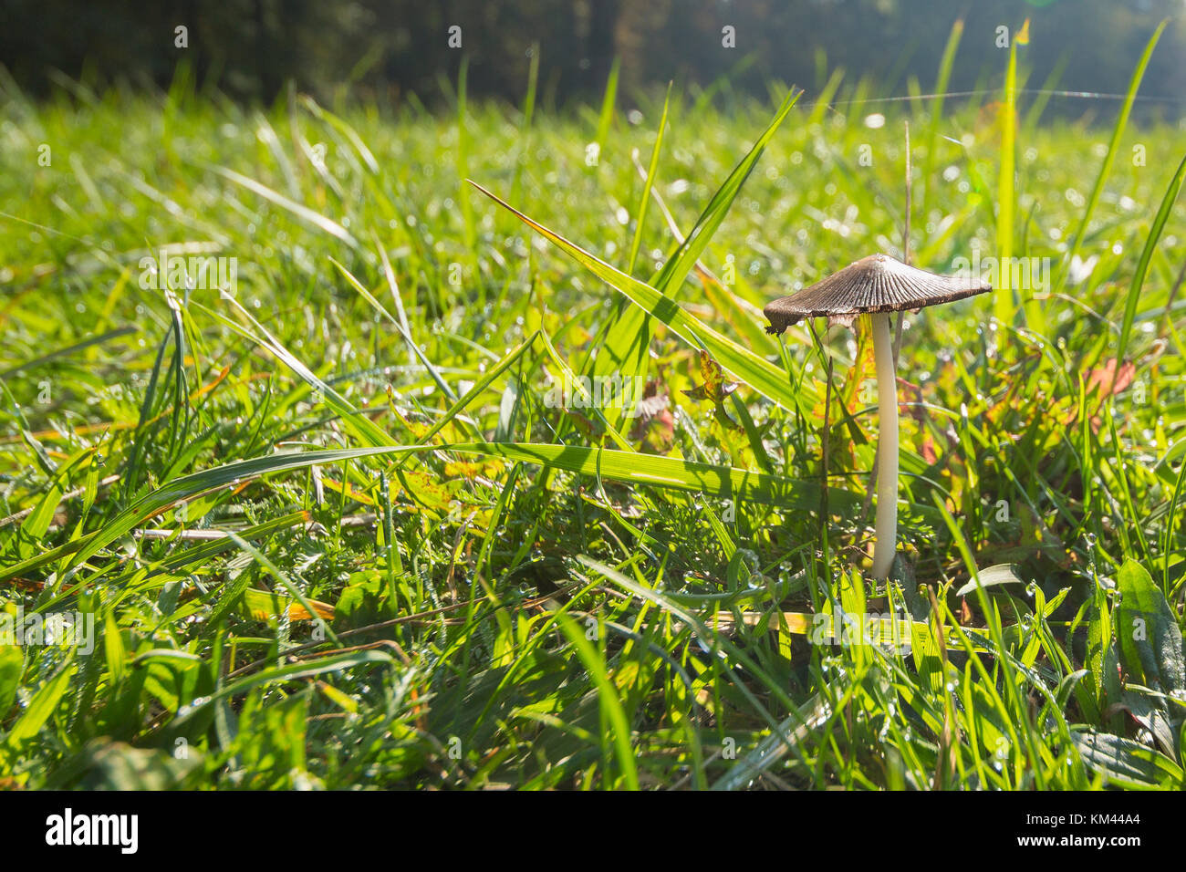 Mushroom in grass Stock Photo Alamy
