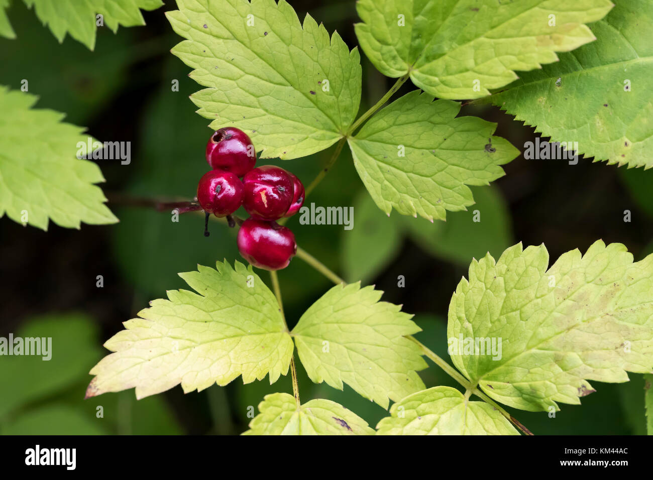 Red Baneberry (Actaea rubra) growing in boreal forest, Isle Royal National Park Stock Photo